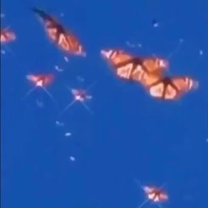 Meet your Posher, Elia